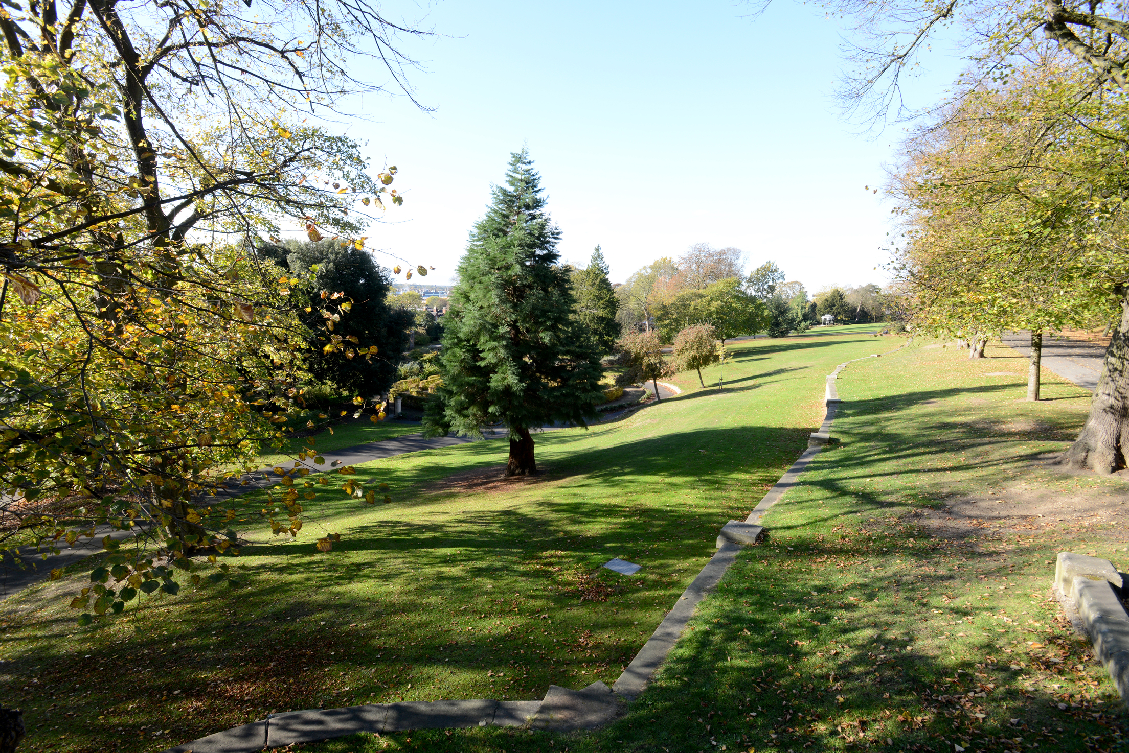 An photo of many different green trees in a grassy park.