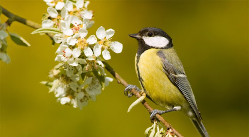 Bird sat on branch with flowers